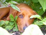 Dogs Retriever/Hound Mix